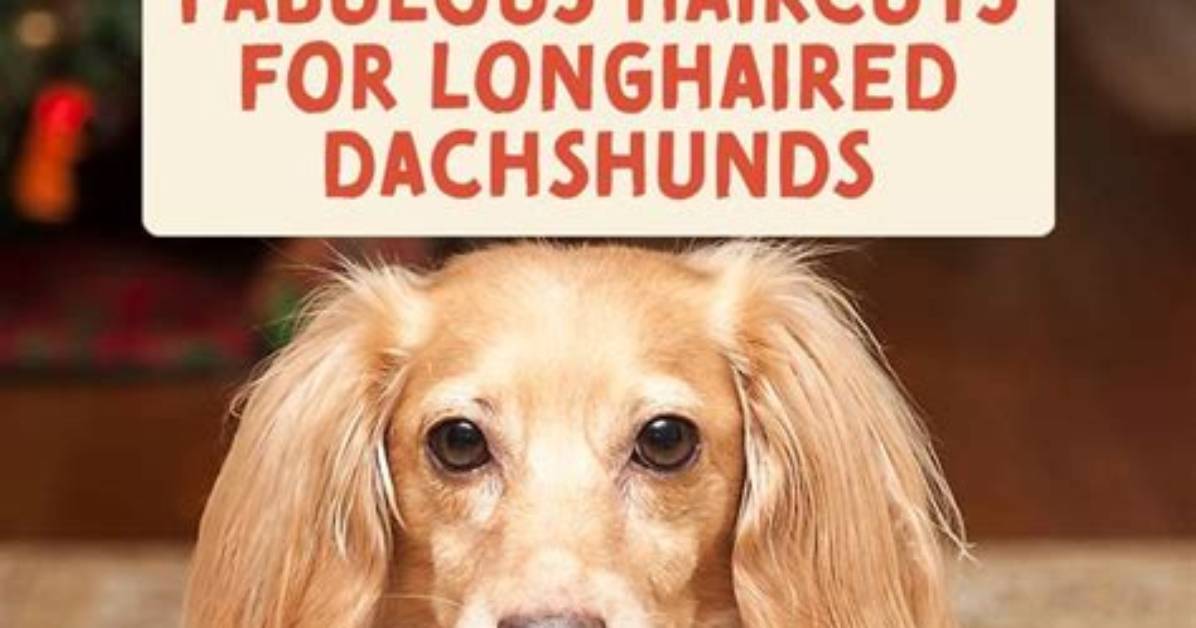 5 Trending Haircuts for Long-Haired Dachshunds You Need to See This Season