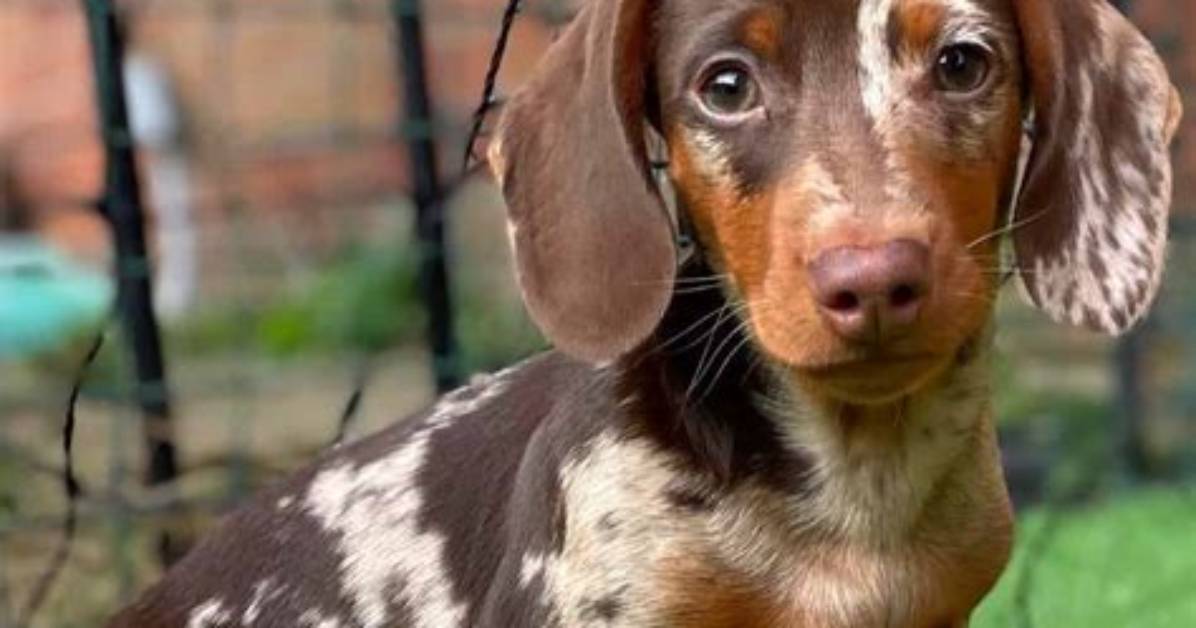 Are Chocolate Dapple Dachshunds Healthy? the Science Behind the Pattern