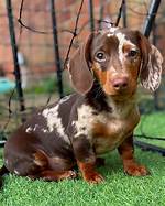 Are Chocolate Dapple Dachshunds Healthy? the Science Behind the Pattern