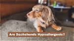 Are Dachshunds Hypoallergenic? Fact-Checking Shedding and Allergy Claims