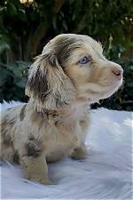 Are Merle Fluffy Dachshunds Purebred? Breed Standards vs Designer Trends