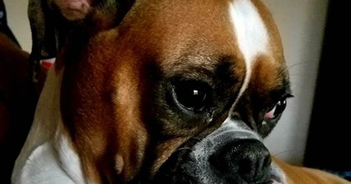 Can a Boxer Dog Have Down Syndrome? the Truth Behind Viral Pet Videos