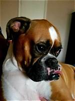 Can a Boxer Dog Have Down Syndrome? the Truth Behind Viral Pet Videos