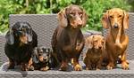 Can Dachshunds Really Reach 18? the Hidden Longevity Secrets Behind Viral Senior Doxies