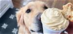 Can You Really Get a Pup Cup at Maccas? the Drive-Thru Secret Revealed