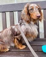 Dachshund Breeds Ranked: How Mini Longhairs Compare to Other Short-Legged Pups