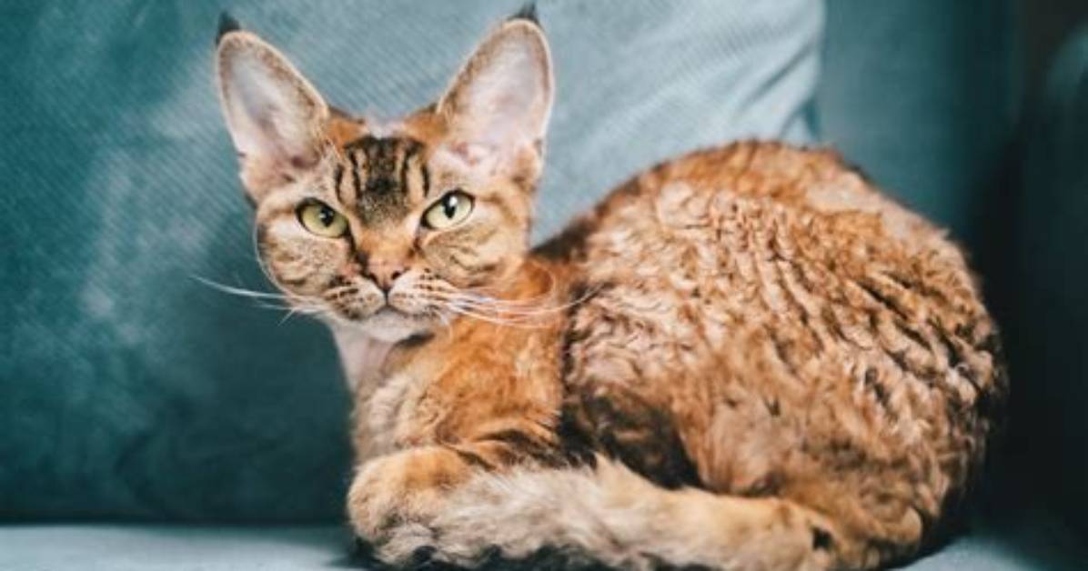 Devon Rex Kitten Complete Care: Temperament, Diet, and Living with an Elfin Feline