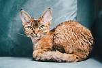 Devon Rex Kitten Complete Care: Temperament, Diet, and Living with an Elfin Feline