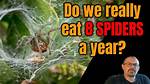 Do You Really Eat 8 Spiders a Year in Your Sleep? the Shocking Truth Behind the Lie