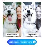 Dog Vision Filter Guide: How to Use It and How Your Pet Sees the World