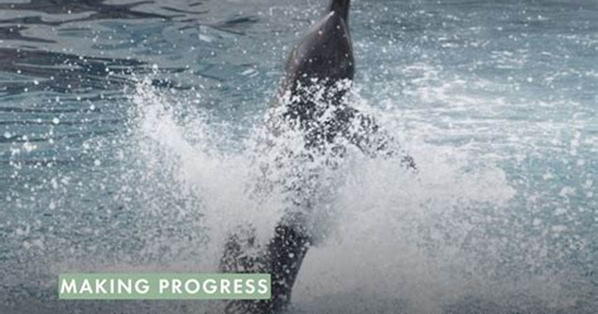 Dolphin Captivity Crisis Timeline: from Federal Inspections to Global Breeding Halts