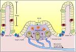 Fact-Checking Gut Immunity: Do Peyer’s Patches Do More Than Capture Pathogens?