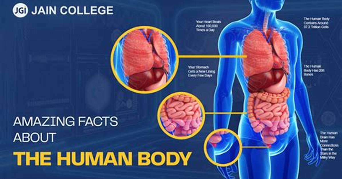 Fact-Checking the Human Body: What Is Truly the Largest Organ in 2026?