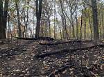 Foster Park Fire Damage and Trail Conditions: Photos, Fire Maps, and Visual Verification