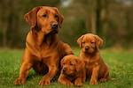 Fox Red Labrador Retriever Complete Guide: Energy Needs, Training, and Care
