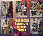 From Shelter Kennels to Forever Homes: the Rescue Surge of Rottie-Dobie Mixes