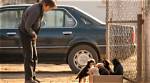 Gaston County Abandoned Dog Case Explained: Rescue Details, Laws, and How to Help