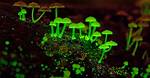 Glowing Mysteries of the Congo Basin: Why the Rainforest Floor Lights up at Night