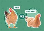 Hen Vs. Chicken Fact-Check: Examining Species Classifications, Hybrids, and Evolutionary Cousins