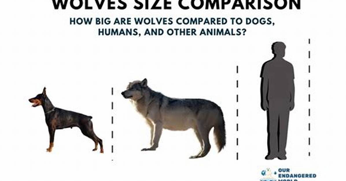 How Big Is a Wolf? Dimensions, Subspecies Differences, and Common Questions