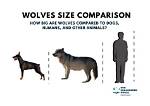 How Big Is a Wolf? Dimensions, Subspecies Differences, and Common Questions