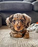 How Dapple Mini Dachshunds Took over Social Media: from Hallway Trots to Park Reunions