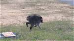 How 'Hot Jimothy Summer' Unfolded: a Complete Timeline of Seattle's Raccoon Phenomenon