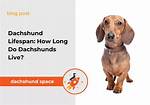 How Long Do Dachshunds Live? the Ultimate Care Guide to Helping Your Doxie Reach 16+