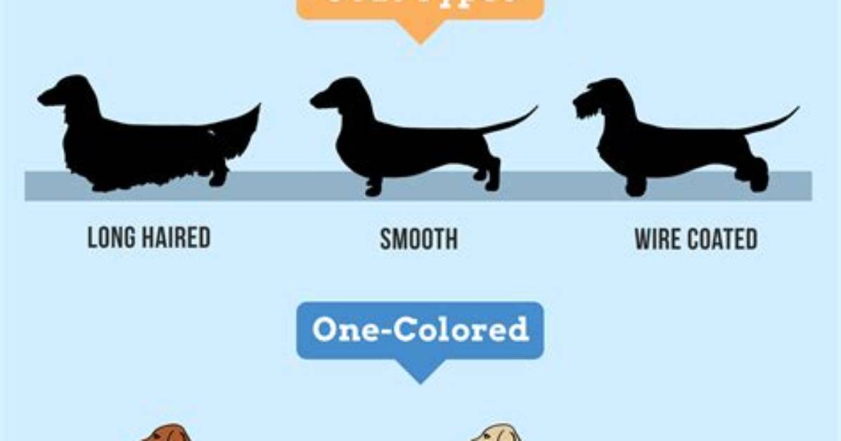 How Miniature Dachshunds Outlive Most Breeds: the Surprising Longevity Secrets