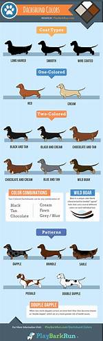 How Miniature Dachshunds Outlive Most Breeds: the Surprising Longevity Secrets