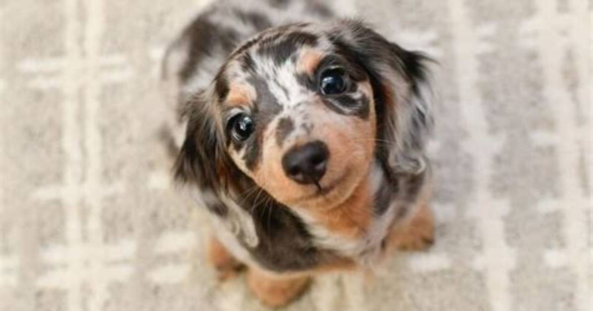 How Miniature Dapple Dachshunds Became 2026'S Top Trending Pet Phenomenon