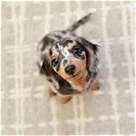 How Miniature Dapple Dachshunds Became 2026'S Top Trending Pet Phenomenon