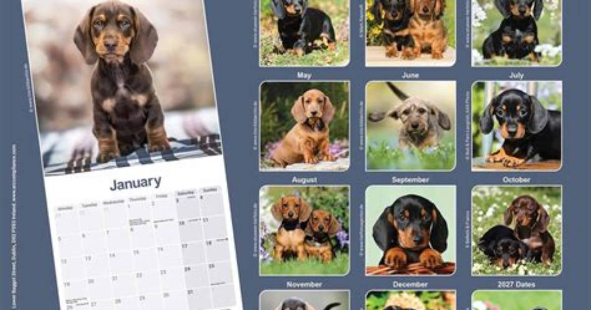 How Viral Dachshund Puppies Triggered a 2026 Designer Dog Craze