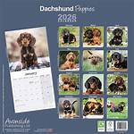 How Viral Dachshund Puppies Triggered a 2026 Designer Dog Craze