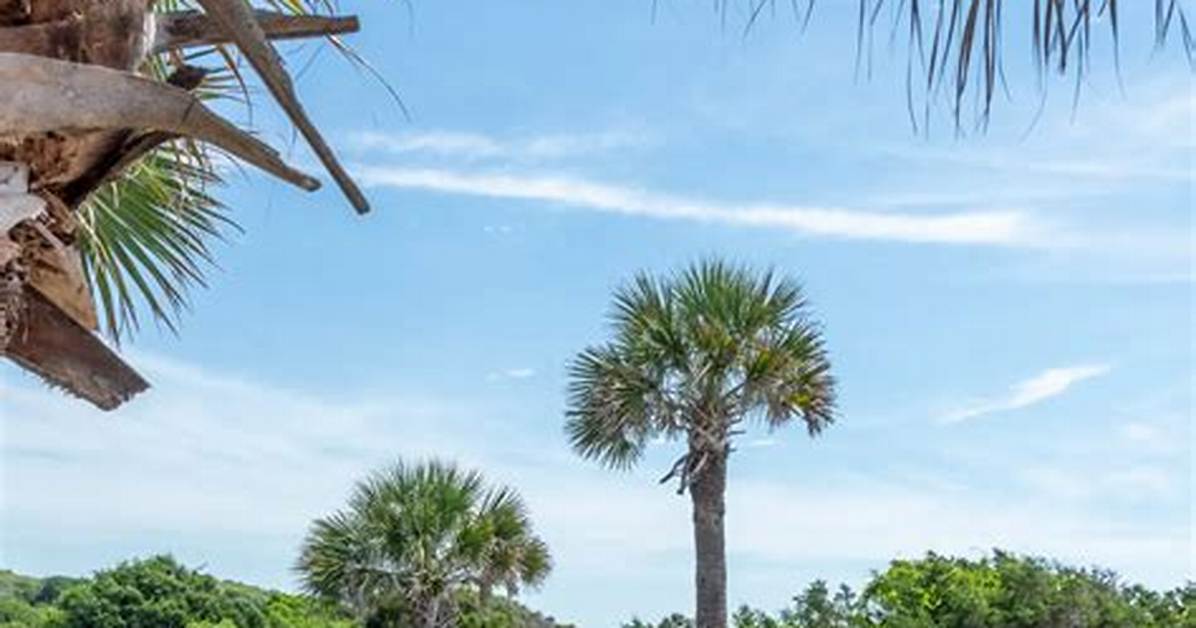Inside Myrtle Beach State Park: from Top Atlantic Campsite to Coastal Wildlife Hotspot