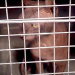 Inside the Henderson Sphynx Cat Raid: Why 21 Felines Were Seized from Breeder