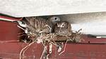 Inside the Rafters: Verified Sightings of Birds Perched High in Modern Ceilings