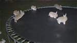 Is the Bunny on Trampoline Video Real? Visual Evidence and Ai Flaws Broken Down