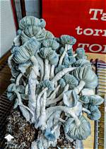 Jack Frost Mushroom Potency Debunked: Is It Actually Stronger Than Average?