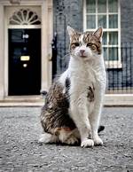 Larry the Cat at 19: the Funniest Downing Street Memes and Viral Photos