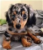 Long Hair Dapple Miniature Dachshund Care Guide: Everything You Need to Know