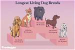 Longest-Living Dog Breeds Ranked: Where Dachshunds Stand in 2026