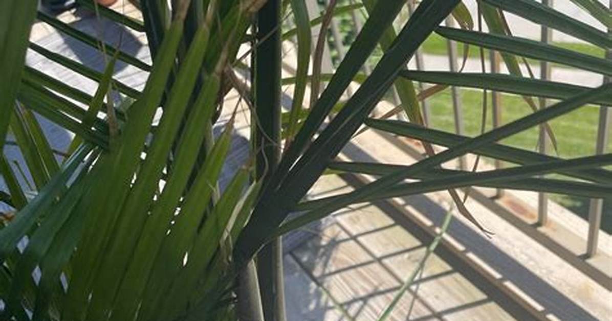 Majesty Palm Fronds Bending: Visual Signs of Thirst, Root Rot, and Light Starvation
