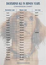 Mini Dachshund Age in Human Year's: the Definitive Conversion Chart Revealed