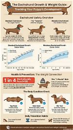 Miniature Dachshund Aging Milestones: What 12 to 16 Year's Truly Looks Like