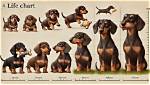 Miniature Dachshund Life Stages Visualized: from Sprightly Pup to Senior Year's