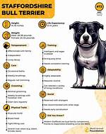 New Study Warns Staffordshire Bull Terriers Face Severe Breathing Risks: What Owners Must Know