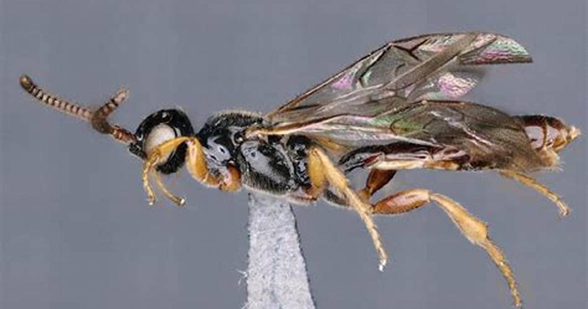 Newly Discovered Parasitic Wasp Shocks Entomologists with Brutal Egg-Piercing Reproduction