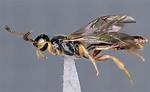 Newly Discovered Parasitic Wasp Shocks Entomologists with Brutal Egg-Piercing Reproduction