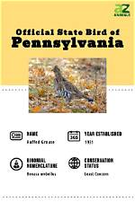 Pennsylvania State Bird Guide: History, Status, and the Scarlet Tanager Debate